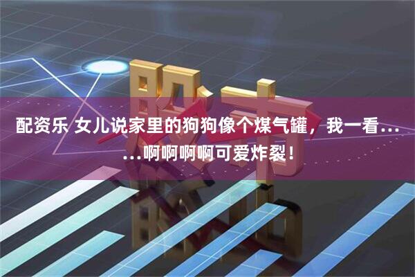 配资乐 女儿说家里的狗狗像个煤气罐，我一看……啊啊啊啊可爱炸裂！